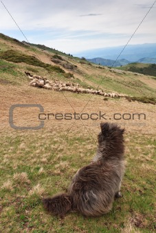 guard sheep