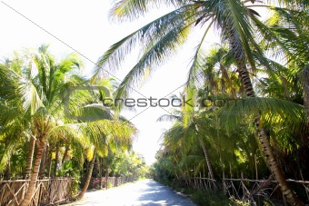coconut palm trees track road tropical