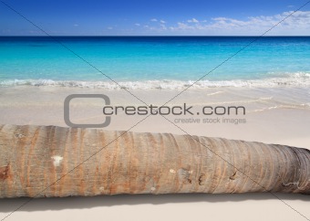 coconut palm tree trunk lying on turquoise beach