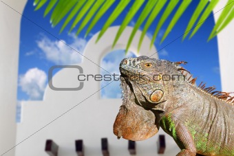 Mexican iguana white archs house blue sky in Mexico