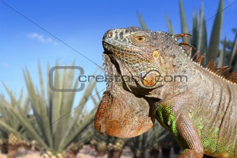Iguana Mexico in agave tequilana field blue sky