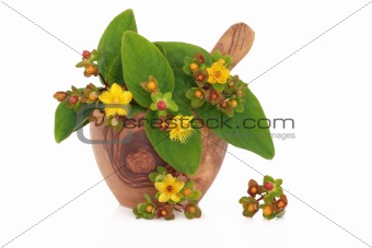 St Johns Wort Herb and Flowers