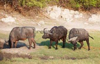 Buffalo (Syncerus caffer) in the wild