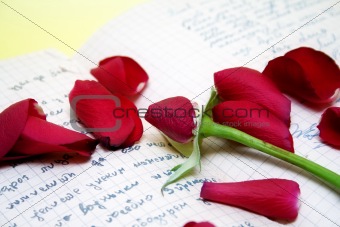 rose petals on the old script