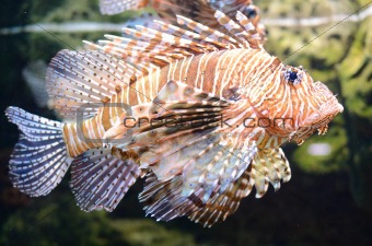 Lion Fish (Pterois)
