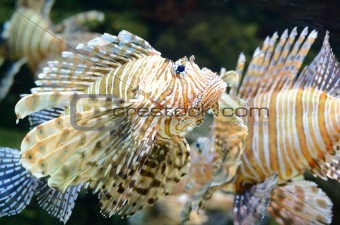 Lion Fish (Pterois)