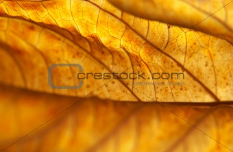 Backlit Dead Hydrangea Leaf