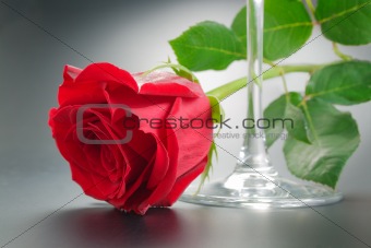 Red rose and wineglass