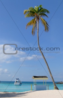 Palm Tree on a Tropical Beach