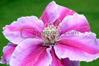 clematis flower with green background