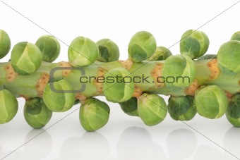 Sprouts on a Stem