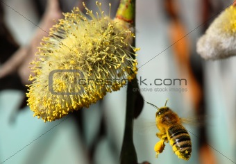 Bee and pussy-willow