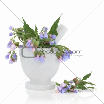 Comfrey Herb Flowers