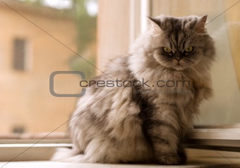 Cat on the window