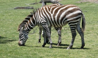 Zebra eating grass on a green field