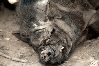 Sleeping Boar
