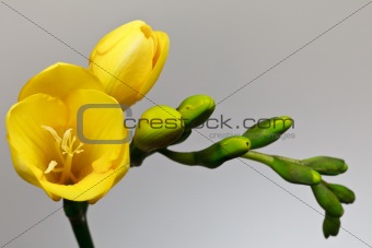 yellow fresia 
