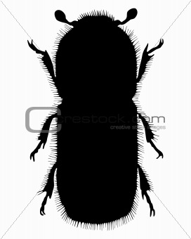 Bark-beetle silhouette
