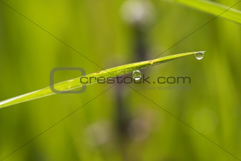 blade of grass with dew drop
