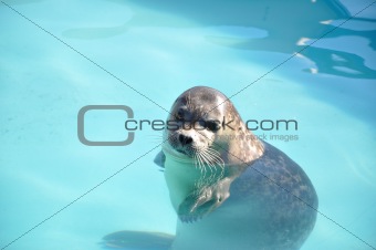 reasting seal