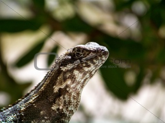 Curly Tailed Iguana