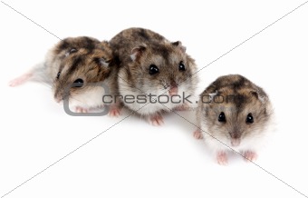 Three hamsters