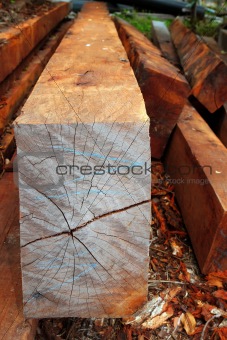 tropical wood trunks from rainforest jungle