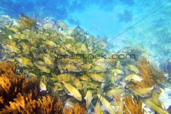 Caribbean reef Grunt fish school Mayan Riviera
