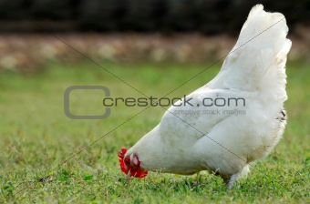 Hen eating in an open field