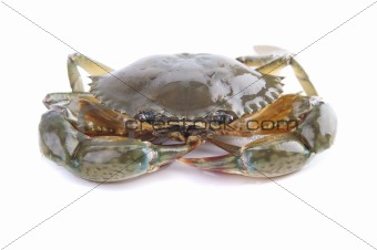 crab