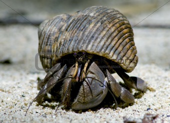Hermit crab in its conch 
