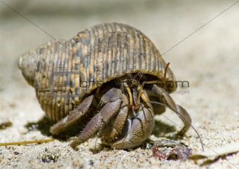 Hermit crab on the sand 