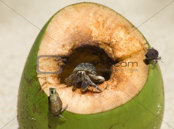 Hermit crab in the shell 