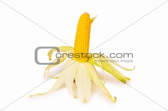 Corn cob isolated on the white background
