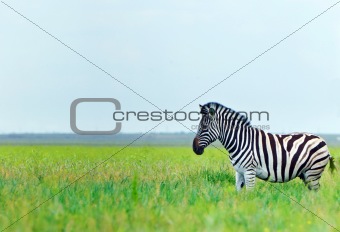 Zebra in the spring steppe