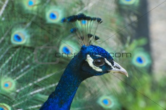 Colorful Peacock Close-up