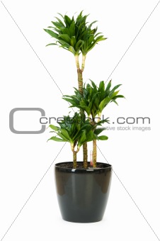 Dracaena plant isolated on the white background