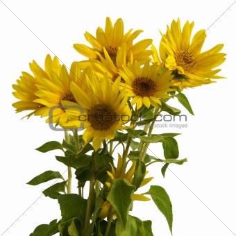 boquet sunflower