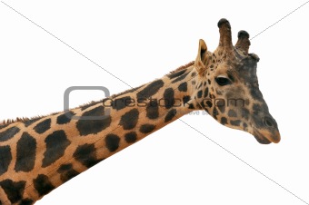 Giraffe head against white background