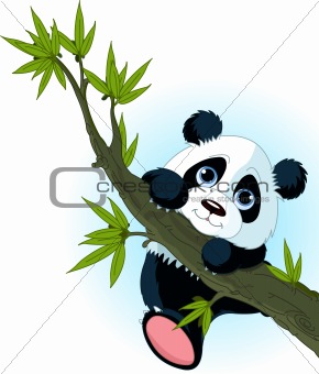 Giant panda climbing tree