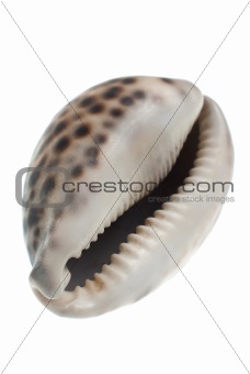 Seashell with dark spots