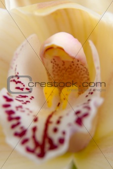 Orchid flower close-up, selective focus 
