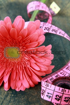 pink gerbera with a measuring tape conception diet