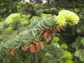 Fir tree with cone
