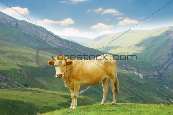 Brown cow in the mountains during summer