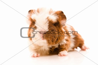 baby guinea pig