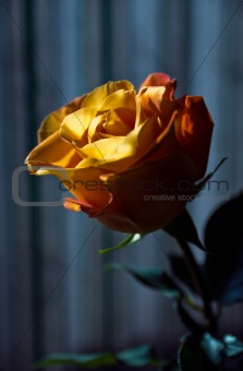 closeup lit flower rose