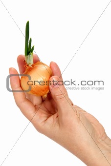 A beautiful female hand keeps onion