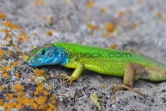 green lizard (lacerta viridis)