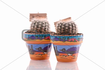 Cacti Growing in Pots